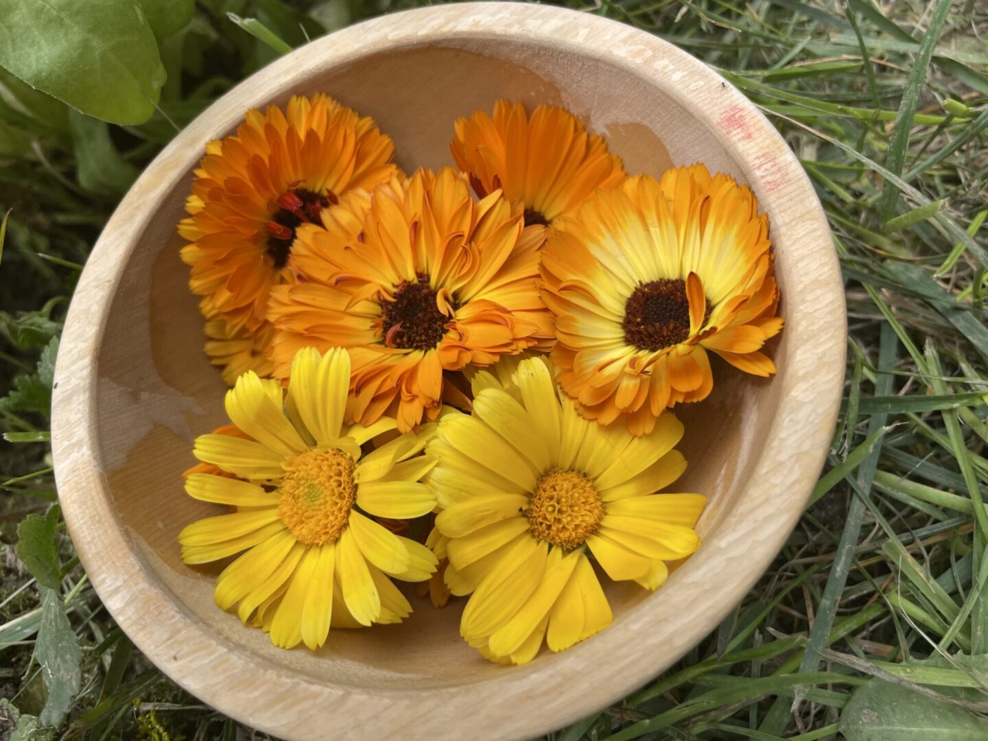 Heilgarten Calendula Schale