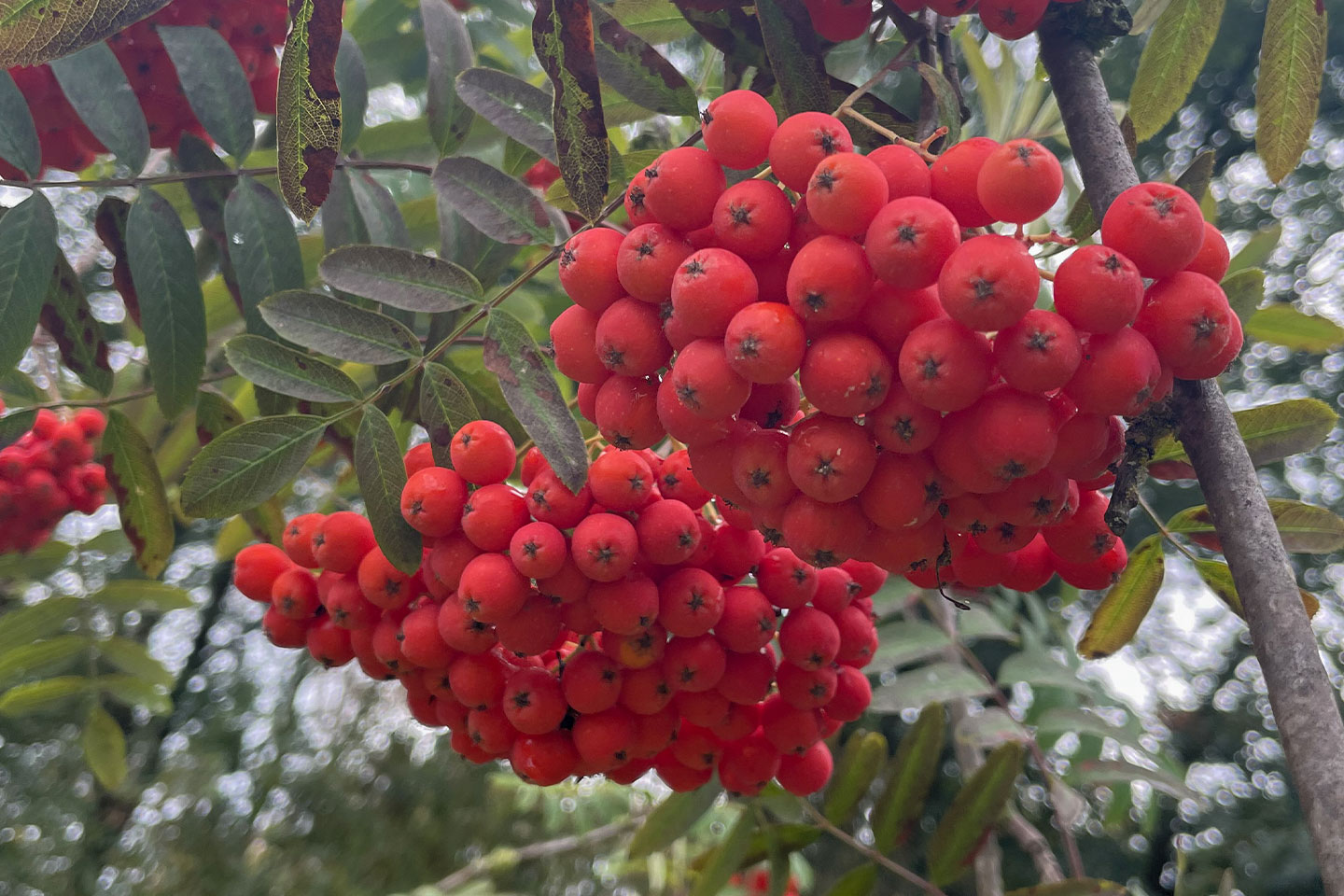 Mabon